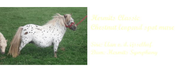 Miniature spotted pony mares